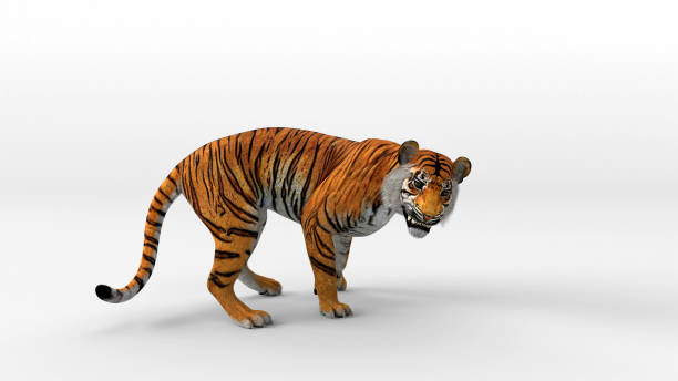 бенгальский тигр, стоящий и рычать с 3d renderin включают альфа-путь. - undomesticated cat pets animal watching стоковые фото и изображения