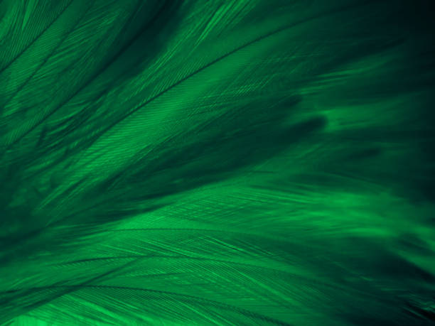 istock Beautiful abstract green feathers on black background, yellow feather texture on dark pattern,  green background, feather wallpaper, love theme, valentines day, dark texture 1304934306