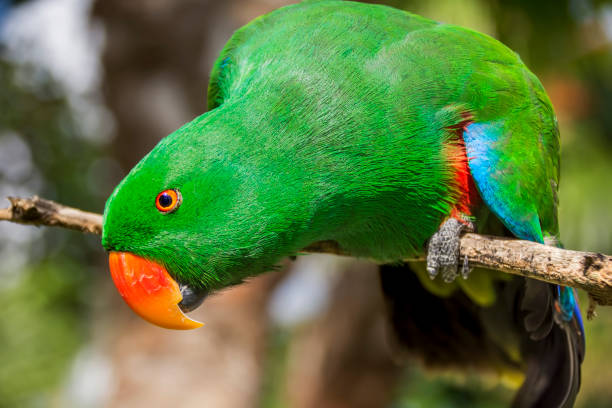 istock ECLECTUS PARROT eclectus roratus, MALE STANDING ON BRANCH 1304934480