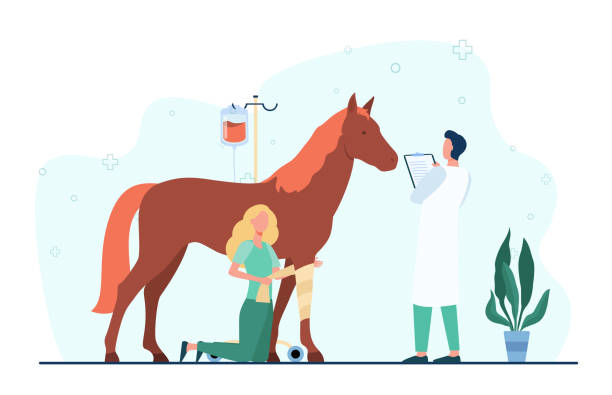 Veterinarian giving treatment to horse Veterinarian giving treatment to horse. Pet doctor, foal, trauma. Flat vector illustration. Veterinary clinic, animal care, stabling concept for banner, website design or landing web page colts stock illustrations