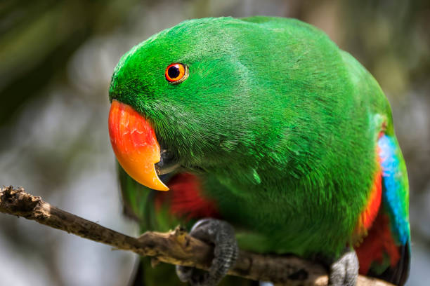 istock ECLECTUS PARROT eclectus roratus, MALE STANDING ON BRANCH 1304935144