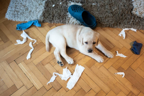 fabricante de problemas - sadness depression dog retriever fotografías e imágenes de stock