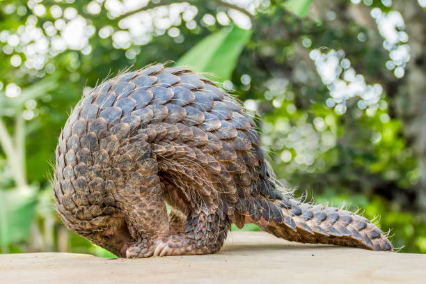 Close-up of a pangolin curled up on a wall, Indonesia Eight species of pangolins are found on two continents. They range from Vulnerable to Critically Endangered..Pangolins! These solitary, primarily nocturnal animals, are easily recognized by their full armor of scales. A startled pangolin will cover its head with its front legs, exposing its scales to any potential predator. If touched or grabbed it will roll up completely into a ball, while the sharp scales on the tail can be used to lash out. Also called scaly anteaters because of their preferred diet, pangolins are increasingly victims of illegal wildlife crime—mainly in Asia and in growing amounts in Africa—for their meat and scales. Four species live in Africa: Black-bellied pangolin (Phataginus tetradactyla), White-bellied pangolin (Phataginus tricuspis), Giant Ground pangolin (Smutsia gigantea) and Temminck's Ground pangolin (Smutsia temminckii). The four species found in Asia: Indian pangolin (Manis crassicaudata), Philippine pangolin (Manis culionensis), Sunda pangolin (Manis javanica) and the Chinese pangolin (Manis pentadactyla). All eight pangolin species are protected under national and international laws, and two are listed as Critically Endangered on the IUCN Red List of Threatened Species. bushveld photos stock pictures, royalty-free photos & images