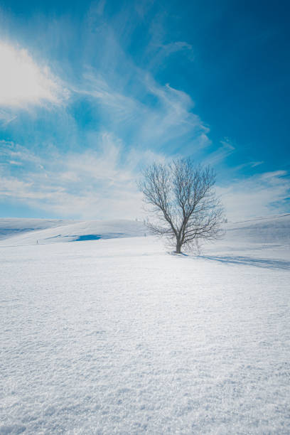 istock Winter landscape in Quebec 1304935915