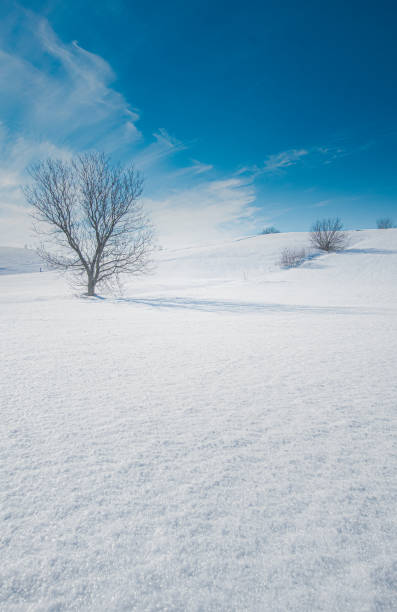 istock Winter landscape in Quebec 1304936453