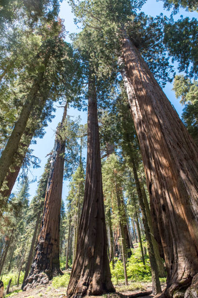 istock Big trees in Sequoia National Park 1304936540
