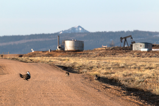 An oil storage tank, pump jack, flare and a snow covered mountain stand in the background of a wild greater sage grouse displaying on a dirt road adjacent to a sage covered lek on the plains near Colorado's Arapahoe National Wildlife Refuge.