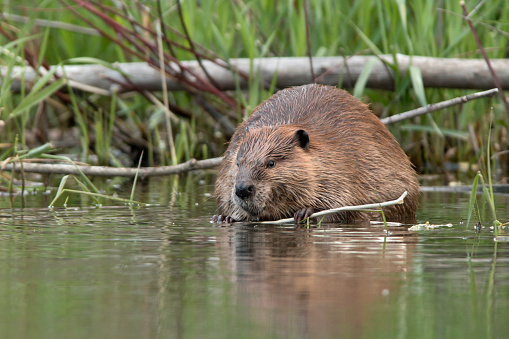 Full body of aduld nutria on the green pond meadow