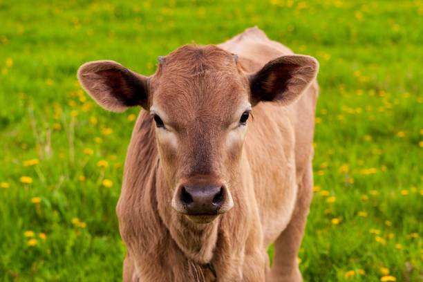 istock Young calf on summer grazing. 1304937009