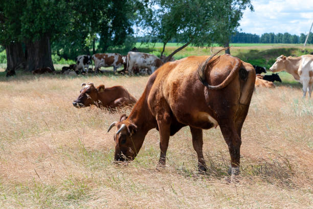 istock Country cows graze in the field. 1304937042