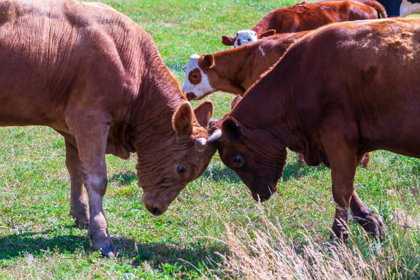 istock Fight of young bulls. 1304937049