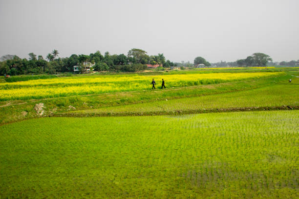 The agricultural field  I captured this image from Damrae, Bangladesh, South Asia