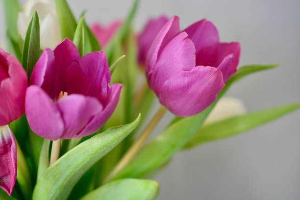 istock Deep pink and white tulip heads for wallpaper and backgrounds 1304938903