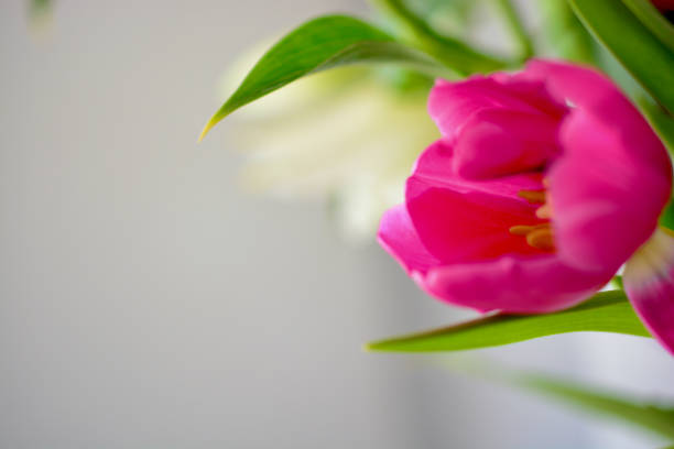 istock Spring flower aesthetic with copy-space for text, logo, greeting and quote 1304938959
