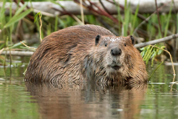 บีเวอร์ขนาดใหญ่ป่ามองขึ้นไปในแม่น้ํา bear creek lakewood โคโลราโด - platte river ภาพสต็อก ภาพถ่ายและรูปภาพปลอดค่าลิขสิทธิ์