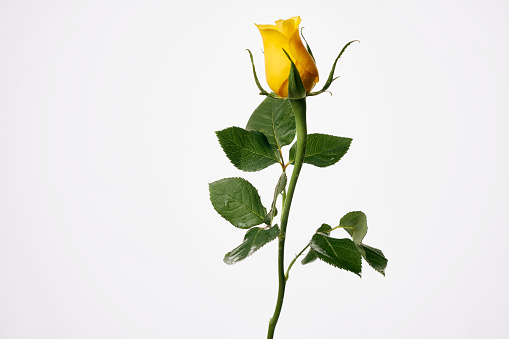 Single Yellow Rose flower against a plain white background.