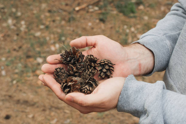 istock cedar cones in male hands. Spring landscape 1304939395