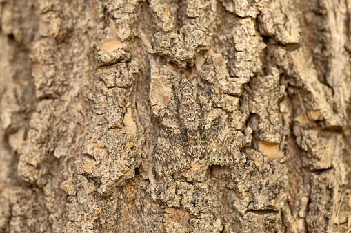 Camouflaged while perched on tree bark, a wild waved sphinx moth stays hidden during the day in Littleton, Colorado.