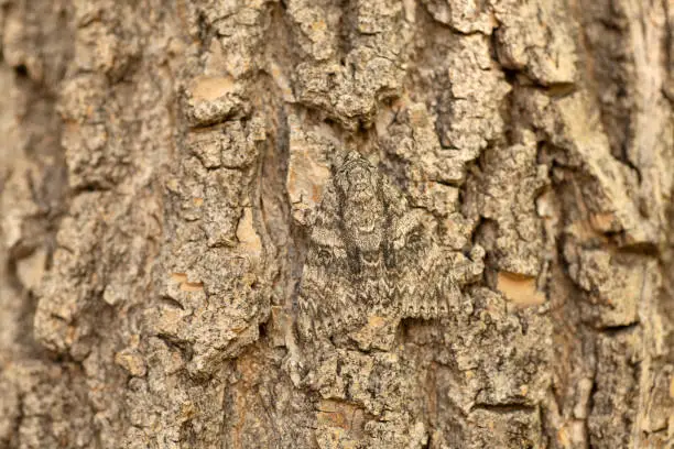 Photo of Wild camouflaged waved sphinx moth tree bark Littleton Colorado