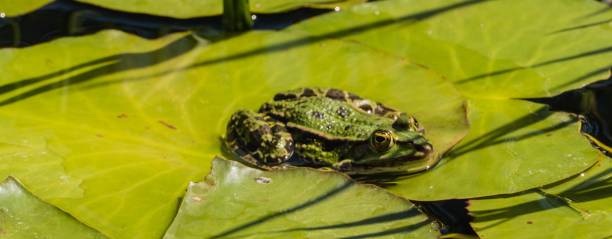 istock Panorama Frog sitting on green Pond Leaves 1304942226