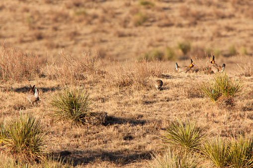 At sunrise in the Sand Hills just outside Wray, Colorado, a pair of male greater prairie chickens face off on a parade ground or lek in a springtime mating ritual. Males fill their orange sacs on the sides of their throats with a booming sound and dance for the inspecting female chickens.