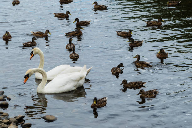 istock Ducks and Swans on Thames 1304942263