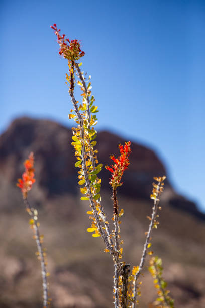 Ocotillo in Bloom, Fouquieria Splendens Ocotillo in front of the Chisos Mountains in Big Bend National Park, Texas ocotillo cactus stock pictures, royalty-free photos & images