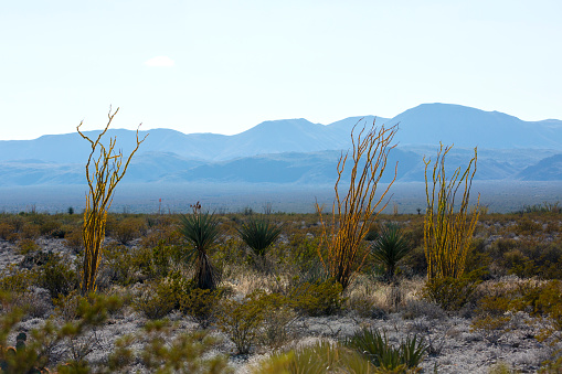 Ocotillo in front of the Chisos Mountains in Big Bend National Park, Texas