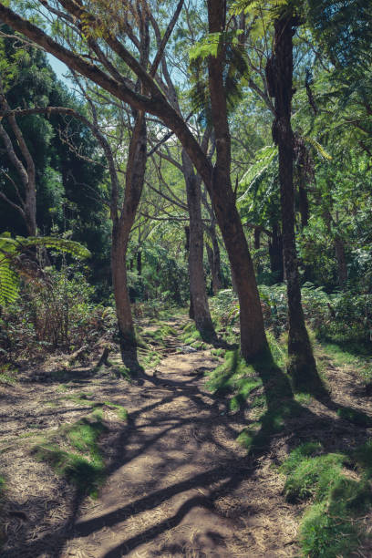 istock rainforest, reunion island 1304943660
