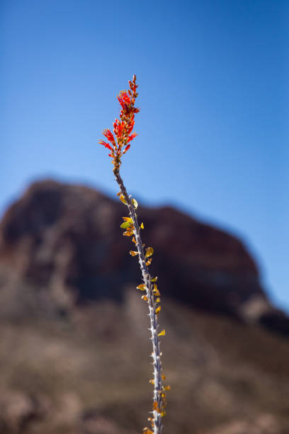 istock Ocotillo in Bloom, Fouquieria Splendens 1304944045