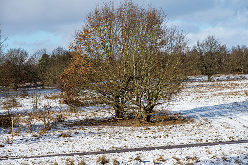 A picture of a tree on a crispy cold winter day on a moor. Picture from Eslov, southern Sweden