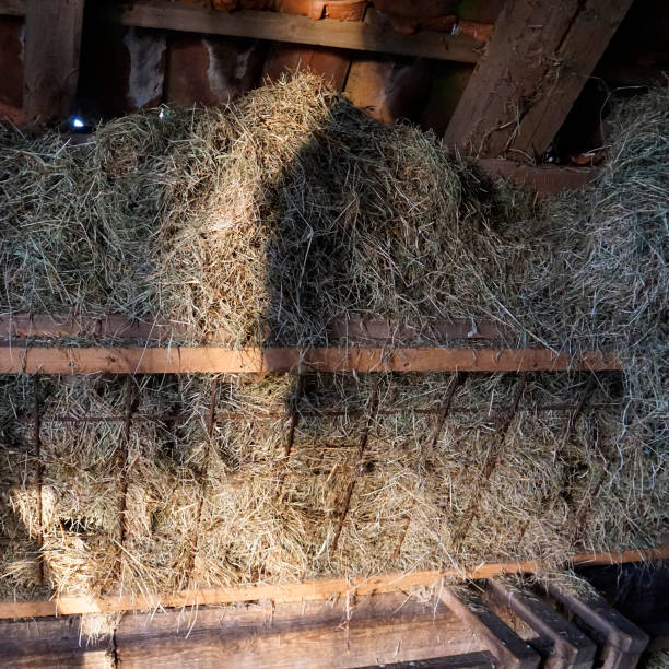 istock Hay waiting for the sheep 1304945263