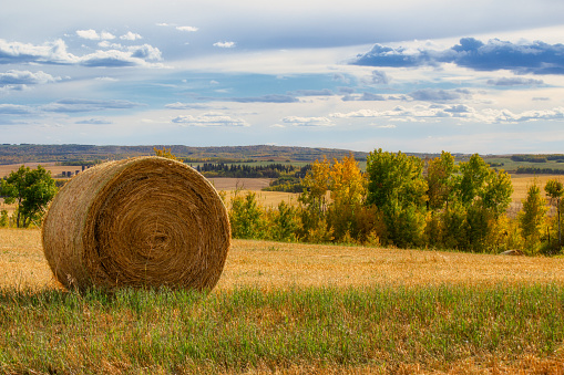 Close up of large round straw bale in field with autumn colored trees under a blue cloudy sky in a countryside landscape