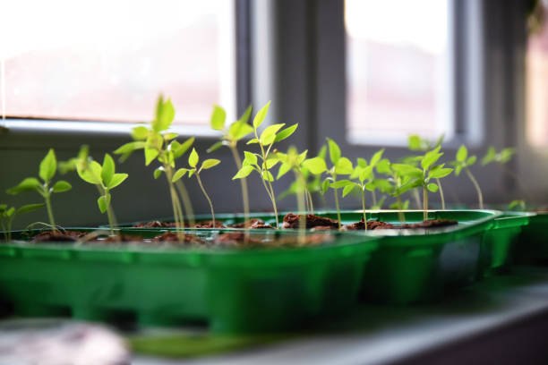 istock Grow chilli at home. Chilli seeds. Spring indoor growing. Chilli plants. 1304947303