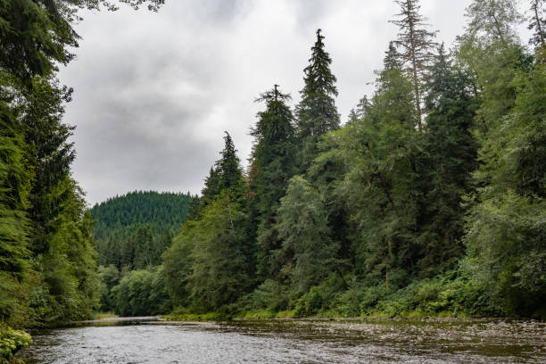 This is a rural landscape of a lush forest by the river on an overcast day in Olympic National Park, Washington, USA.