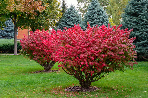 eonymus alado, euonymus alatus en el parque de otoño. arbusto ornamental escarlata en el jardín. colores otoñales. - burning bush fotografías e imágenes de stock