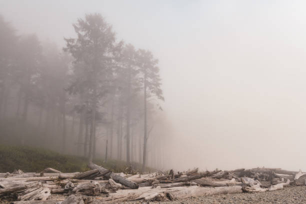 In this photograph tall rainforest trees are visible through the fog along the coastline at Ruby Beach in Olympic National Park, Washington, USA.