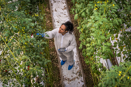 High angle view of mature female botanist holding digital tablet and examining growth of hydroponic tomato plants in greenhouse.