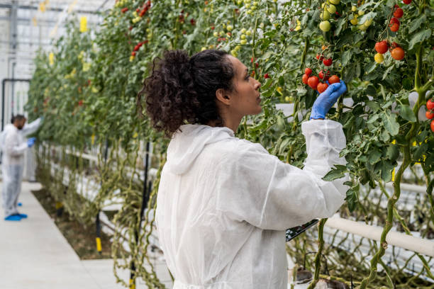 istock Female botanist examining tomatoes in greenhouse 1304948876