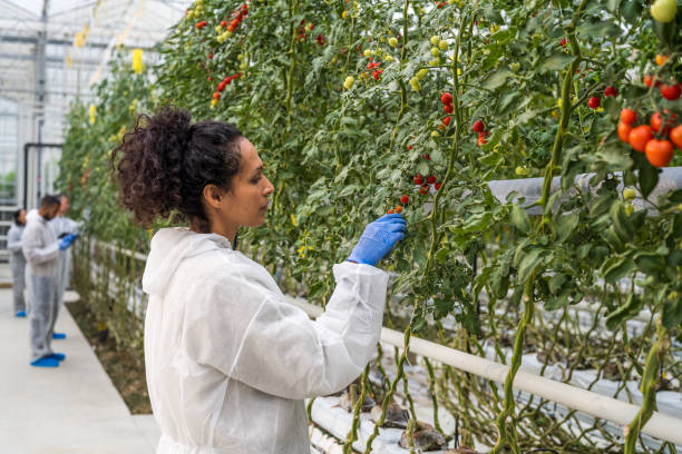istock Female botanist examining tomatoes in greenhouse 1304948883