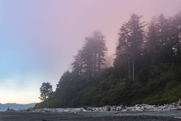 In this photograph tall trees are visible through the foggy sunset along the coastline at Ruby Beach in Olympic National Park, Washington, USA.