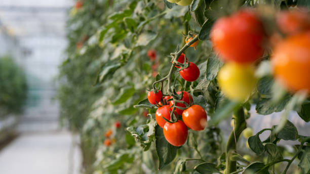 istock Close-up of tomatoes 1304949250