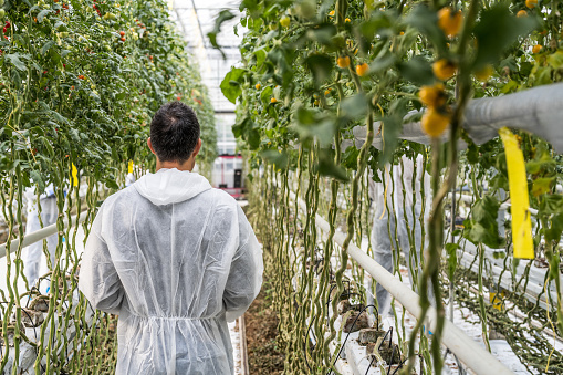 Rear view of mature male botanist examining growth of hydroponic tomato plants in greenhouse.