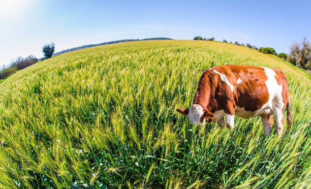 istock Well-fed cows graze on a green field 1304949356