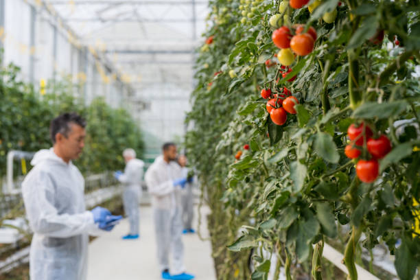 istock Botanists examining tomatoes in greenhouse 1304949557