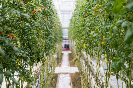 Hydroponic tomato plants growing inside greenhouse.