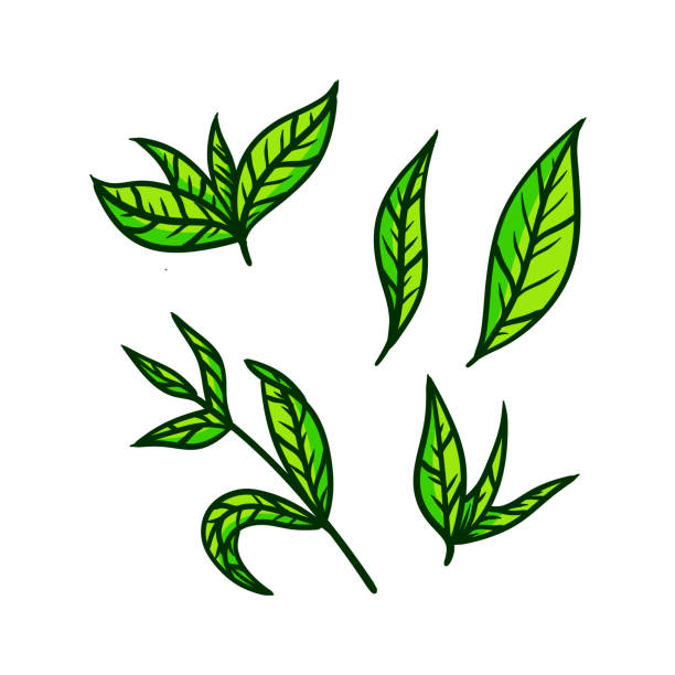 istock Tea leaf. Set of hand-drawn natural elements. Cartoon illustration. Green plant 1304951621