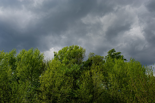 Gray Rain Clouds and Green Deciduous Ttree Tops. Spring Season, May.