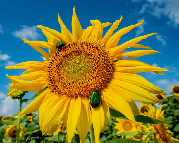 istock Blooming Sunflower and Sitting Bronze Beetles Against the Sky. 1304953280