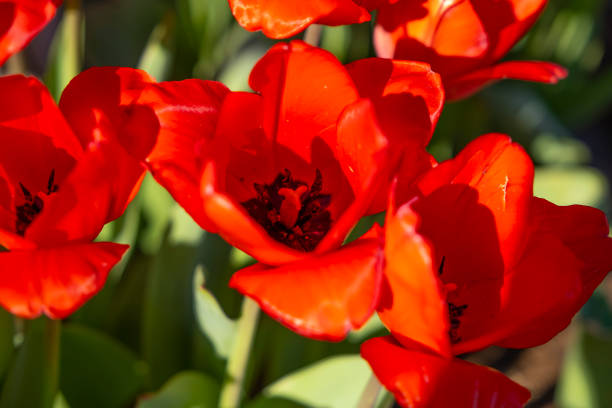 istock Red tulip flowers. 1304954602